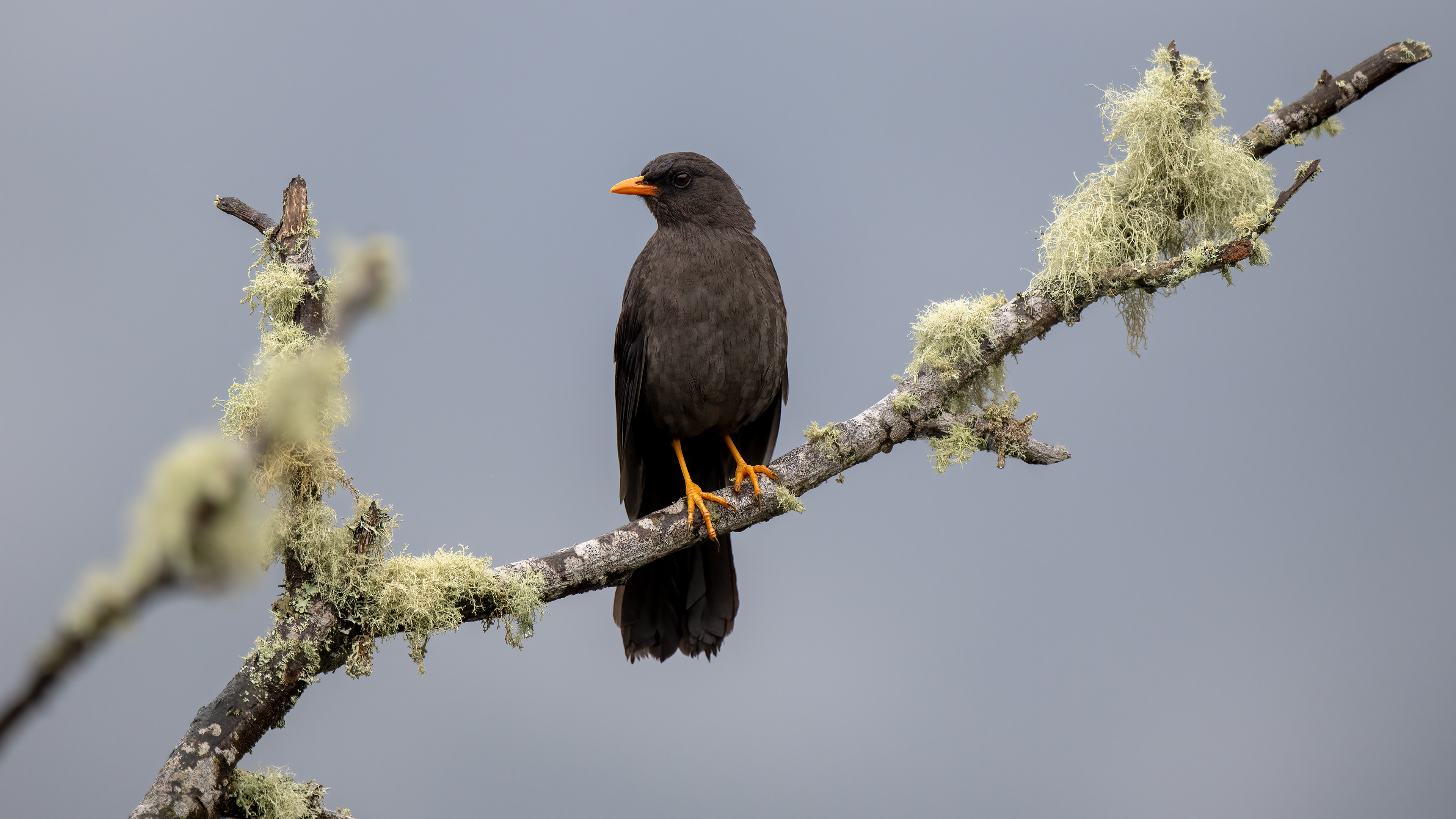 Great Thrush — Ana fotoğraf